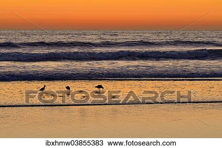 "Marbled Godwits (Limosa fedoa) at sunset on the Pacific Coast, Oceanside, San Diego, California, United States, North America" View Large Photo Image Stock Image - "Marbled Godwits (Limosa fedoa) at sunset on the Pacific Coast, Oceanside, San Diego, California, United States, North America". Fotosearch