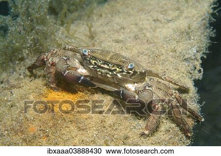 "Marbled Rock Crab (Pachygrapsus marmoratus), Black Sea, Crimea, Russia, Europe" View Large Photo Image Stock Image - "Marbled Rock Crab (Pachygrapsus marmoratus), Black Sea, Crimea, Russia, Europe". Fotosearch