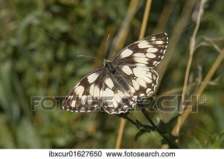 Marbled White butterfly (Melanargia galathea) View Large Photo Image Stock Image - Marbled White butterfly (Melanargia galathea). Fotosearch