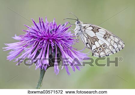 "Marbled White Butterfly (Melanargia galathea) on Brownray Knapweed (Centaurea jacea), North Hesse, Hesse, Germany, Europe" View Large Photo Image Stock Image - "Marbled White Butterfly (Melanargia galathea) on Brownray Knapweed (Centaurea jacea), North Hesse, Hesse, Germany, Europe". Fotosearch
