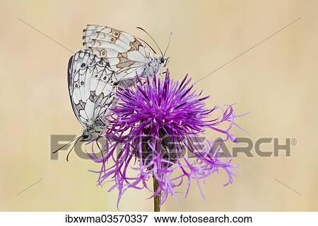 "Marbled White Butterfly (melanargia galathea) pair mating on Brown Knapweed (Centaurea jacea), North Hesse, Hesse, Germany, Europe" View Large Photo Image Stock Photo - "Marbled White Butterfly (melanargia galathea) pair mating on Brown Knapweed (Centaurea jacea), North Hesse, Hesse, Germany, Europe". Fotosearch