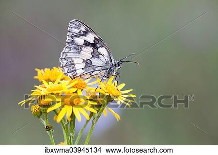 "Marbled White (Melanargia galathea) on Ragwort (Senecio jacobaea), North Hesse, Hesse, Germany, Europe" View Large Photo Image Picture - "Marbled White (Melanargia galathea) on Ragwort (Senecio jacobaea), North Hesse, Hesse, Germany, Europe". Fotosearch