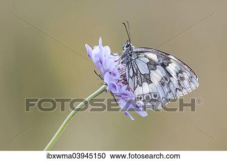 "Marbled White (Melanargia galathea) on Meadow Widow Flower (Knautia arvensis), North Hesse, Hesse, Germany, Europe" View Large Photo Image Stock Image - "Marbled White (Melanargia galathea) on Meadow Widow Flower (Knautia arvensis), North Hesse, Hesse, Germany, Europe". Fotosearch