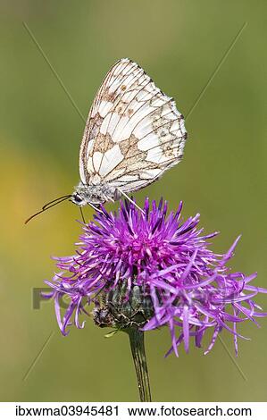 "Marbled White (Melanargia galathea) on Brown Knapweed (Centaurea jacea), North Hesse, Hesse, Germany, Europe" View Large Photo Image Stock Image - "Marbled White (Melanargia galathea) on Brown Knapweed (Centaurea jacea), North Hesse, Hesse, Germany, Europe". Fotosearch