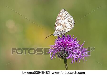 "Marbled White (Melanargia galathea) on Brown Knapweed (Centaurea jacea), North Hesse, Hesse, Germany, Europe" View Large Photo Image Stock Image - "Marbled White (Melanargia galathea) on Brown Knapweed (Centaurea jacea), North Hesse, Hesse, Germany, Europe". Fotosearch