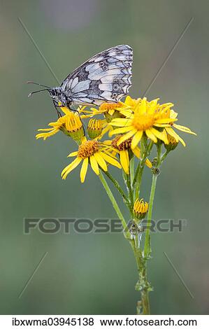"Marbled White (Melanargia galathea) on Ragwort (Senecio jacobaea), North Hesse, Hesse, Germany, Europe" View Large Photo Image Stock Photo - "Marbled White (Melanargia galathea) on Ragwort (Senecio jacobaea), North Hesse, Hesse, Germany, Europe". Fotosearch