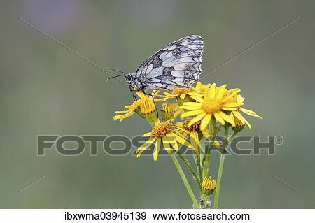 "Marbled White (Melanargia galathea) on Ragwort (Senecio jacobaea), North Hesse, Hesse, Germany, Europe" View Large Photo Image Stock Photo - "Marbled White (Melanargia galathea) on Ragwort (Senecio jacobaea), North Hesse, Hesse, Germany, Europe". Fotosearch