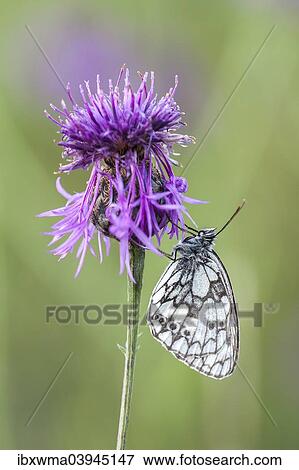"Marbled White (Melanargia galathea) on Brown Knapweed (Centaurea jacea), North Hesse, Hesse, Germany, Europe" View Large Photo Image Stock Photo - "Marbled White (Melanargia galathea) on Brown Knapweed (Centaurea jacea), North Hesse, Hesse, Germany, Europe". Fotosearch
