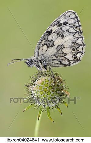 Marbled White (Melanargia galathea) View Large Photo Image Stock Image - Marbled White (Melanargia galathea). Fotosearch