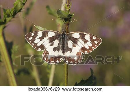 "Marbled White (Melanargia galathea) basking on a thistle stalk, Altenseelbach, Neunkirchen, North Rhine-Westphalia, Germany, Europe" View Large Photo Image Stock Photo - "Marbled White (Melanargia galathea) basking on a thistle stalk, Altenseelbach, Neunkirchen, North Rhine-Westphalia, Germany, Europe". Fotosearch
