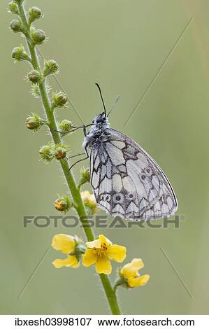 "Marbled White (Melanargia galathea), Germany, Europe" View Large Photo Image Stock Photo - "Marbled White (Melanargia galathea), Germany, Europe". Fotosearch