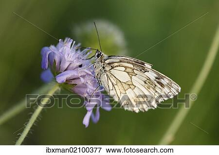 "Marbled White (Melanargia galathea) butterfly, male, Franconian Switzerland, Bavaria, Germany, Europe" View Large Photo Image Stock Photo - "Marbled White (Melanargia galathea) butterfly, male, Franconian Switzerland, Bavaria, Germany, Europe". Fotosearch