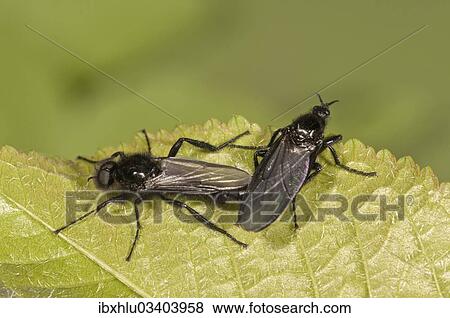 "March Flies (Bibio marci), copula, male left, female right, Untergroningen, Abtsgmuend, Baden-Wurttemberg, Germany, Europe" View Large Photo Image Stock Photo - "March Flies (Bibio marci), copula, male left, female right, Untergroningen, Abtsgmuend, Baden-Wurttemberg, Germany, Europe". Fotosearch