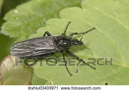 "March Fly (Bibio marci), female, Untergroningen, Abtsgmuend, Baden-Wurttemberg, Germany, Europe" View Large Photo Image Stock Image - "March Fly (Bibio marci), female, Untergroningen, Abtsgmuend, Baden-Wurttemberg, Germany, Europe". Fotosearch