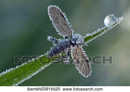 "March Fly or St Mark's Fly (Bibio), with hoarfrost ice crystals, Hesse, Germany, Europe" View Large Photo Image Stock Image - "March Fly or St Mark's Fly (Bibio), with hoarfrost ice crystals, Hesse, Germany, Europe". Fotosearch