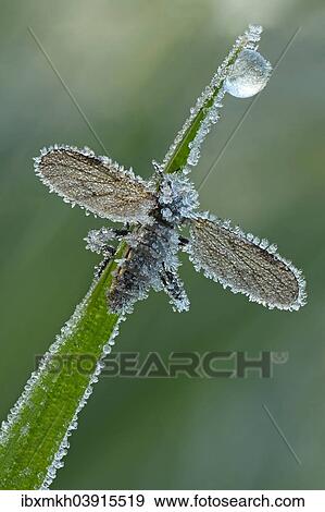 "March Fly or St Mark's Fly (Bibio), with hoarfrost ice crystals, Hesse, Germany, Europe" View Large Photo Image Stock Photo - "March Fly or St Mark's Fly (Bibio), with hoarfrost ice crystals, Hesse, Germany, Europe". Fotosearch