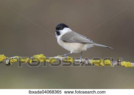 "March Tit (Parus palustris), perched on a branch covered with lichen, Neunkirchen, Siegerland, North Rhine-Westphalia, Germany, Europe" View Large Photo Image Stock Photography - "March Tit (Parus palustris), perched on a branch covered with lichen, Neunkirchen, Siegerland, North Rhine-Westphalia, Germany, Europe". Fotosearch