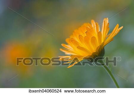 Picture - "Marigold (Calendula officinalis), Emsland, Lower Saxony, Germany, Europe". Fotosearch