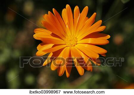 "Marigold (Calendula sp. ), flower" View Large Photo Image Stock Photo - "Marigold (Calendula sp. ), flower". Fotosearch