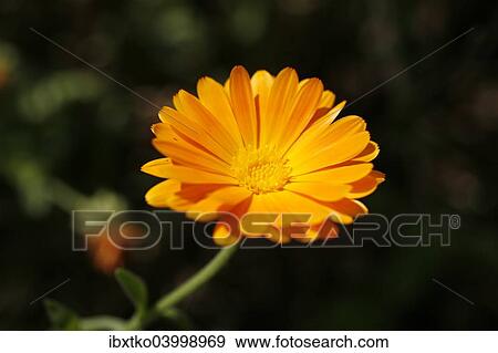 Stock Photo - "Marigold (Calendula sp. ), flower". Fotosearch