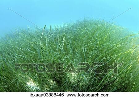 "Marine Eelgrass species (Zostera sp. ), Black Sea, Crimea, Russia, Europe" View Large Photo Image Stock Photograph - "Marine Eelgrass species (Zostera sp. ), Black Sea, Crimea, Russia, Europe". Fotosearch