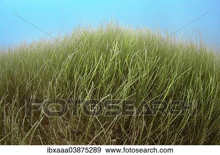 Stock Photo - "Marine Eelgrass (Zostera sp. ), Black Sea, Crimea, Russia, Europe". Fotosearch