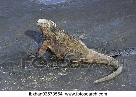 "Marine Iguana (Amblyrhynchus cristatus), San Salvador Island, Galapagos Islands, Ecuador, South America" View Large Photo Image Picture - "Marine Iguana (Amblyrhynchus cristatus), San Salvador Island, Galapagos Islands, Ecuador, South America". Fotosearch