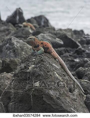 "Marine Iguana (Amblyrhynchus cristatus), Floreana, Galapagos Islands, Ecuador, South America" View Large Photo Image Picture - "Marine Iguana (Amblyrhynchus cristatus), Floreana, Galapagos Islands, Ecuador, South America". Fotosearch