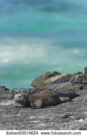 "Marine Iguana (Amblyrhynchus cristatus), San Cristobal Island, Galapagos Islands, Ecuador, South America" View Large Photo Image Picture - "Marine Iguana (Amblyrhynchus cristatus), San Cristobal Island, Galapagos Islands, Ecuador, South America". Fotosearch