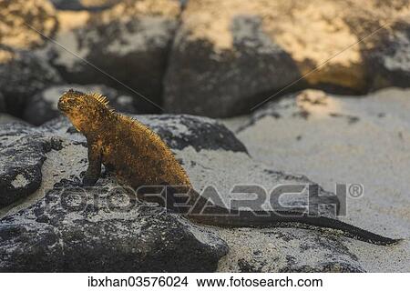 Picture - "Marine Iguana (Amblyrhynchus cristatus), Mosquera Island, Galapagos Islands, Ecuador, South America". Fotosearch