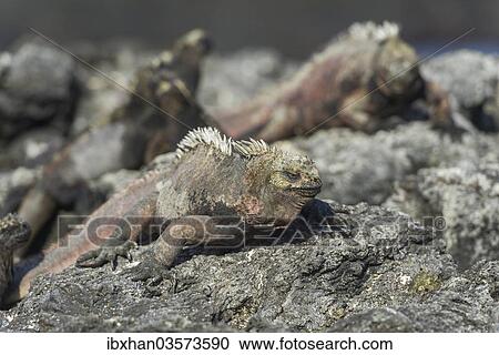 "Marine Iguana (Amblyrhynchus cristatus), San Salvador Island, Galapagos Islands, Ecuador, South America" View Large Photo Image Stock Image - "Marine Iguana (Amblyrhynchus cristatus), San Salvador Island, Galapagos Islands, Ecuador, South America". Fotosearch