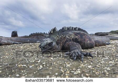 Stock Image - "Marine Iguana (Amblyrhynchus cristatus), San Salvador Island, Galapagos Islands, Ecuador, South America". Fotosearch