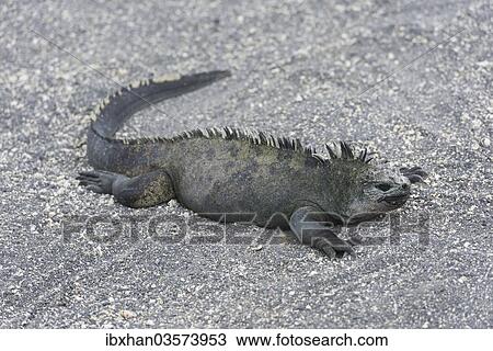 "Marine Iguana (Amblyrhynchus cristatus), Fernandina Island, Galapagos Islands, Ecuador, South America" View Large Photo Image Stock Image - "Marine Iguana (Amblyrhynchus cristatus), Fernandina Island, Galapagos Islands, Ecuador, South America". Fotosearch
