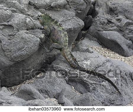 "Marine Iguana (Amblyrhynchus cristatus) climbing over lava rocks, Fernandina Island, Galapagos Islands, Ecuador, South America" View Large Photo Image Stock Image - "Marine Iguana (Amblyrhynchus cristatus) climbing over lava rocks, Fernandina Island, Galapagos Islands, Ecuador, South America". Fotosearch