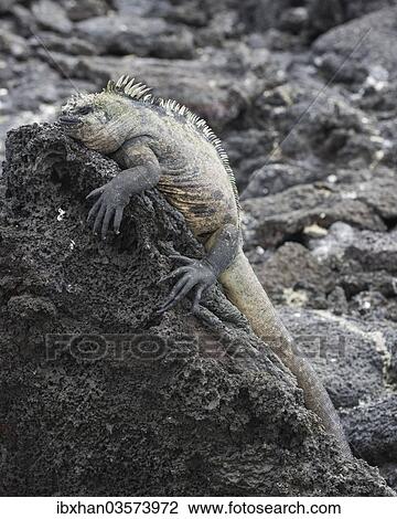 "Marine Iguana (Amblyrhynchus cristatus), Fernandina Island, Galapagos Islands, Ecuador, South America" View Large Photo Image Stock Image - "Marine Iguana (Amblyrhynchus cristatus), Fernandina Island, Galapagos Islands, Ecuador, South America". Fotosearch