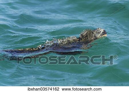 "Marine Iguana (Amblyrhynchus cristatus) swimming in the sea, Isabela Island, Galapagos Islands, Ecuador, South America" View Large Photo Image Stock Image - "Marine Iguana (Amblyrhynchus cristatus) swimming in the sea, Isabela Island, Galapagos Islands, Ecuador, South America". Fotosearch