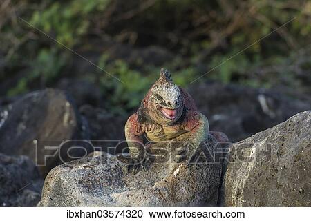 "Marine Iguana (Amblyrhynchus cristatus), Floreana, Galapagos Islands, Ecuador, South America" View Large Photo Image Stock Image - "Marine Iguana (Amblyrhynchus cristatus), Floreana, Galapagos Islands, Ecuador, South America". Fotosearch