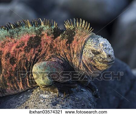 "Marine Iguana (Amblyrhynchus cristatus), Floreana, Galapagos Islands, Ecuador, South America" View Large Photo Image Stock Image - "Marine Iguana (Amblyrhynchus cristatus), Floreana, Galapagos Islands, Ecuador, South America". Fotosearch