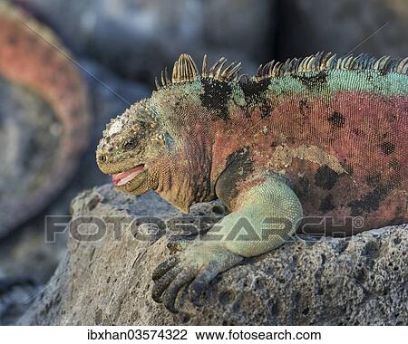 "Marine Iguana (Amblyrhynchus cristatus), Floreana, Galapagos Islands, Ecuador, South America" View Large Photo Image Stock Image - "Marine Iguana (Amblyrhynchus cristatus), Floreana, Galapagos Islands, Ecuador, South America". Fotosearch
