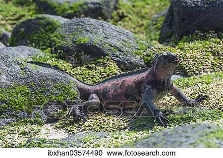 "Marine Iguana (Amblyrhynchus cristatus), Espanola Island, Galapagos Islands, Ecuador, South America" View Large Photo Image Stock Image - "Marine Iguana (Amblyrhynchus cristatus), Espanola Island, Galapagos Islands, Ecuador, South America". Fotosearch