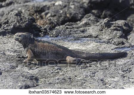 "Marine Iguana (Amblyrhynchus cristatus), San Cristobal Island, Galapagos Islands, Ecuador, South America" View Large Photo Image Stock Image - "Marine Iguana (Amblyrhynchus cristatus), San Cristobal Island, Galapagos Islands, Ecuador, South America". Fotosearch