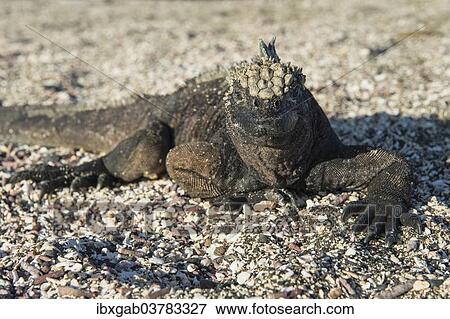 Stock Photo - "Marine Iguana (Amblyrhynchus cristatus), Galapagos". Fotosearch