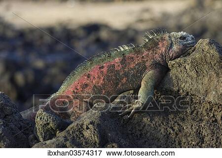 "Marine Iguana (Amblyrhynchus cristatus), Floreana, Galapagos Islands, Ecuador, South America" View Large Photo Image Stock Photo - "Marine Iguana (Amblyrhynchus cristatus), Floreana, Galapagos Islands, Ecuador, South America". Fotosearch