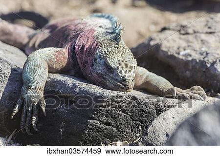 "Marine Iguana (Amblyrhynchus cristatus), Espanola Island, Galapagos Islands, Ecuador, South America" View Large Photo Image Stock Photo - "Marine Iguana (Amblyrhynchus cristatus), Espanola Island, Galapagos Islands, Ecuador, South America". Fotosearch
