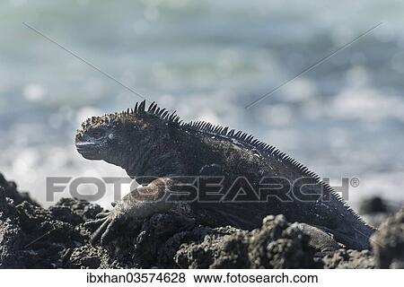 Stock Photo - "Marine Iguana (Amblyrhynchus cristatus), San Cristobal Island, Galapagos Islands, Ecuador, South America". Fotosearch