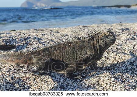 "Marine Iguana (Amblyrhynchus cristatus), Galapagos" View Large Photo Image Stock Photography - "Marine Iguana (Amblyrhynchus cristatus), Galapagos". Fotosearch