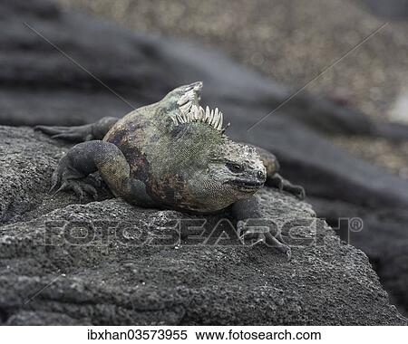 "Marine Iguana (Amblyrhynchus cristatus), Fernandina Island, Galapagos Islands, Ecuador, South America" View Large Photo Image Stock Photography - "Marine Iguana (Amblyrhynchus cristatus), Fernandina Island, Galapagos Islands, Ecuador, South America". Fotosearch