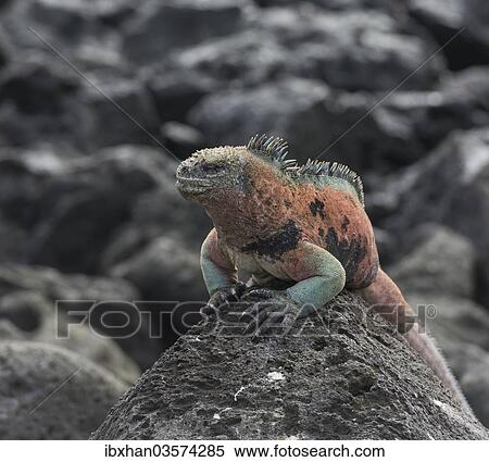 "Marine Iguana (Amblyrhynchus cristatus), Floreana, Galapagos Islands, Ecuador, South America" View Large Photo Image Stock Photography - "Marine Iguana (Amblyrhynchus cristatus), Floreana, Galapagos Islands, Ecuador, South America". Fotosearch