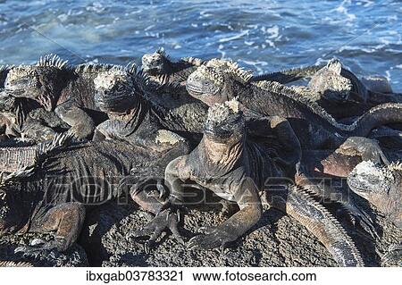 "Marine Iguanas (Amblyrhynchus cristatus), Galapagos" View Large Photo Image Stock Image - "Marine Iguanas (Amblyrhynchus cristatus), Galapagos". Fotosearch