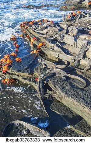 "Marine Iguanas (Amblyrhynchus cristatus) among Sally Lightfoot Crabs (Grapsus grapsus), Galapagos" View Large Photo Image Stock Image - "Marine Iguanas (Amblyrhynchus cristatus) among Sally Lightfoot Crabs (Grapsus grapsus), Galapagos". Fotosearch